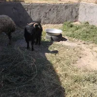 بز قربانی
