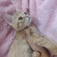 اسکاتیش|گربه|مشهد, سرافرازان|دیوار