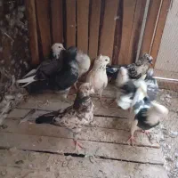 پرشی|پرنده|قم, ناصردیوان|دیوار