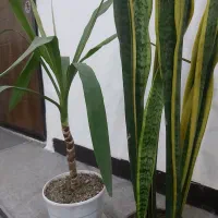 سانسوریا ویوکا|گل و گیاه طبیعی|امیدیه, |دیوار