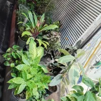 گل گیاه کامپکت انتریومب  گلدان|گل و گیاه طبیعی|قدس, شهر‌قدس|دیوار