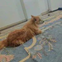 سگ نژاد پامرشپیتز|سگ|دیواندره, |دیوار