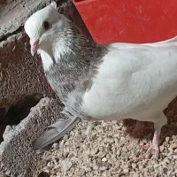 حراج کبوتر طوقی