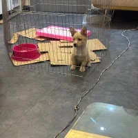 واگذاری سگ اشبیدز ماده ۳ ماهه