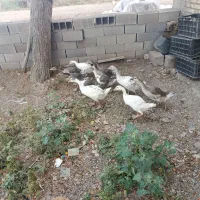 غاز
