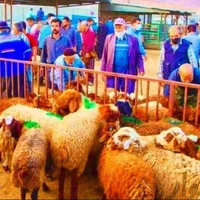 عقیقه وقربانی«نَرقلم آبی+نصفه گوشت» گوسفند.زنده|حیوانات مزرعه|مشهد, توس (بلوار توس)|دیوار