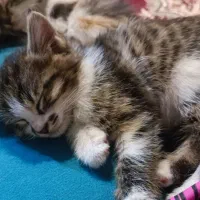 دو جوجه کربه ناز