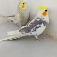 ...|پرنده|تربت‌حیدریه, بالا ولایت|دیوار