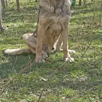 سگ پژدر