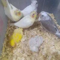 جوجه عروس و برزیلی