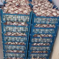 سیر تازه پاک شده درجه ۱