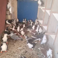 کفتر رنگی هوایی