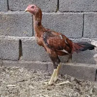 جوجه لاری|حیوانات مزرعه|تربت جام, میان جام|دیوار