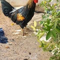 خروس رسمی اصل