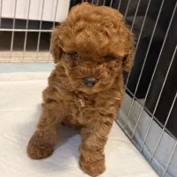 سگ پودل پدر و مادر وارداتی