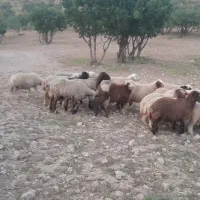 میش و بره