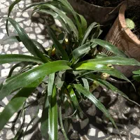 گل خانگی|گل و گیاه طبیعی|رشت, باهنر|دیوار