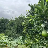 فروش زمین (باغ مرکبات)|فروش زمین و ملک کلنگی|نوکنده, |دیوار