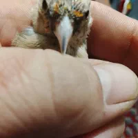 جوجه سره متولد قفس|پرنده|اسلام‌شهر, شهرک واوان|دیوار