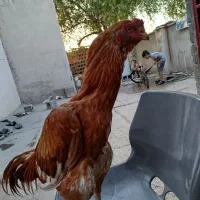 خروس|حیوانات مزرعه|میناب, |دیوار