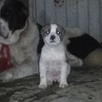 آلابای بااصالت نگهبان.. گله ای و..فی فقط سه|سگ|مشهد, ترمینال|دیوار