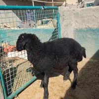 بره|حیوانات مزرعه|نجفآباد, حومه نجف آباد|دیوار