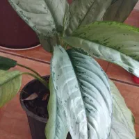 گلهای طبیعی اپارتمانی|گل و گیاه طبیعی|خلخال, |دیوار