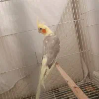 عروس هلندی ماده بالغ