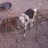 بزغاله پاکستانی|حیوانات مزرعه|سربیشه, |دیوار