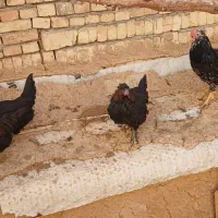 فروش مرغ وخروس وجوجه بوقلمون|حیوانات مزرعه|شهرکرد, |دیوار