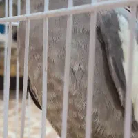 عروس هلندی|پرنده|رضوانشهر, |دیوار