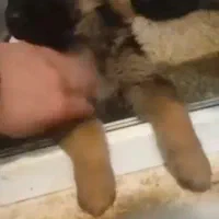 توله سگ ژرمن شپرد اصل|سگ|مشهد, چهارچشمه|دیوار