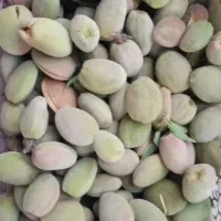 بادام تازه