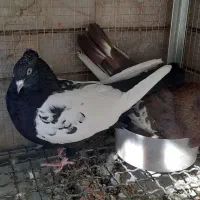 جفت سینه و طوقی