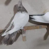 کبوترپرشی‌کله‌دم‌سبز