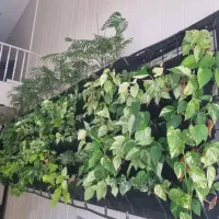 گلدان دیوار سبز یا گرین وال