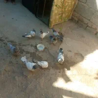 چهار جفت کبوتر هستند