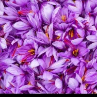 گل زعفران اصل|خوردنی و آشامیدنی|تهران, منیریه|دیوار