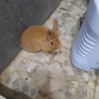 خرگوش|موش و خرگوش|قم, بنیاد|دیوار