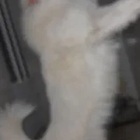 سگ اشپیتز|سگ|اهواز, کیانپارس |دیوار