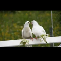 نر غار خرمایی زیر کت قزمز