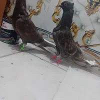 کبوتر یه جفت نر