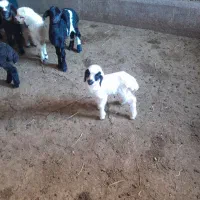 بره‌ ۳‌ روزه‌ شیری