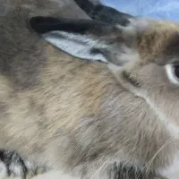 خرگوش ماده جرسی|موش و خرگوش|سراوان, |دیوار