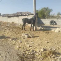 فروش نریون مشکی خوشکل شیش دنگ