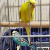 مرغ عشق|پرنده|اهواز, کوی فرهنگیان ۱|دیوار