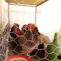 مرغ رسمی  تخم گذار