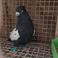 سینه سیاه درشت دوری|پرنده|اهواز, کیانپارس |دیوار