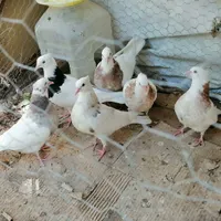 جوجه طوقی|پرنده|سمیرم, |دیوار