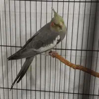 جوجه عروس هلندی نر|پرنده|قدس, شهر‌قدس|دیوار